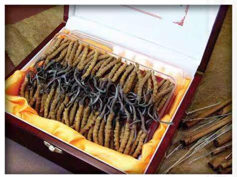 弋江冬虫夏草回收